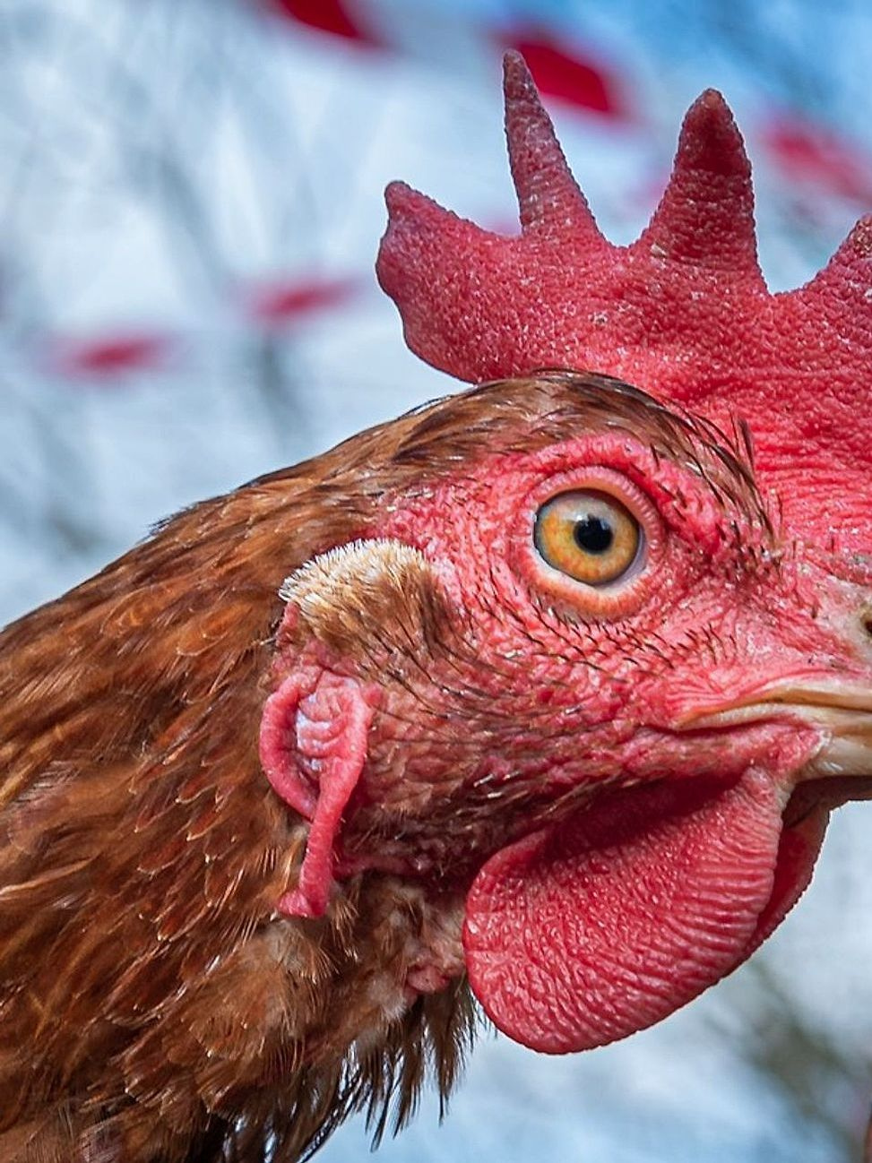 Il nostro gallo più rinomato: uova biologiche da galline allevate a pascolo libero, ogni giorno.