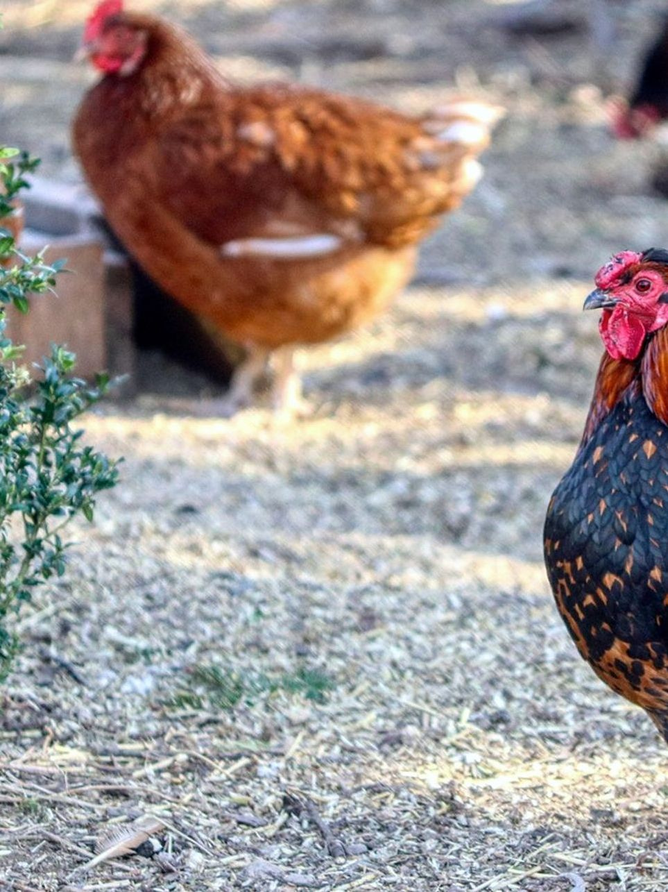Il Pollo Classico