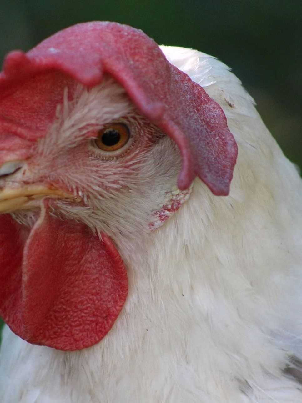 Carne di pollo naturale e sincera, perfetta per la cucina quotidiana di chi sa riconoscere la qualità.